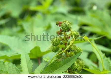 Castor (Ricinus communis) In general, almost all parts of the plant can be used as medicine.