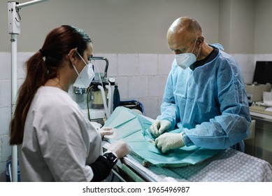 Castration Dog By Veterinary Surgeon Operating Stock Photo 1965496987 ...