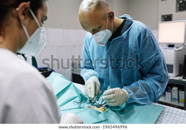 castration of a dog\
by a veterinary surgeon in the operating room. Surgeon team\
operating on a domestic\
animal.