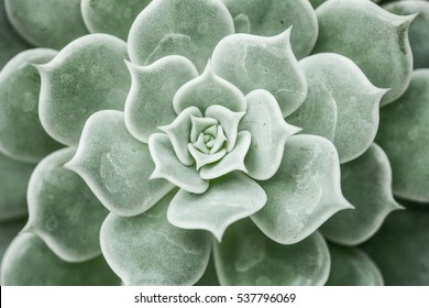 Castus Flora With Sacred Geometry 