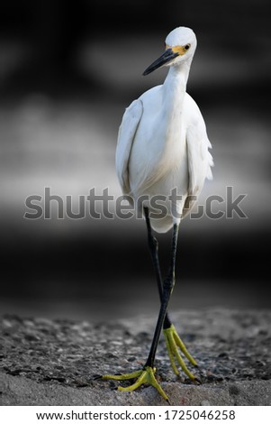 Schräger Vogel Farbfoto