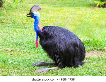 Casuarius