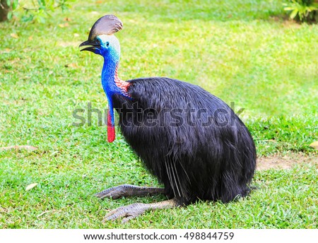 Casuarius