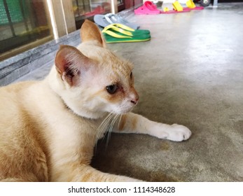 I am the cat!
