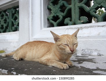 cat