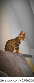 cat 