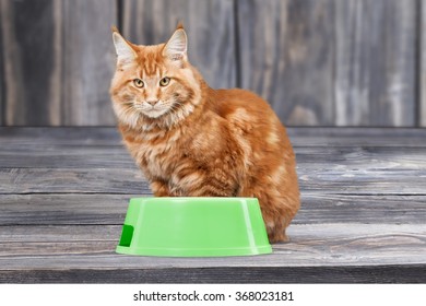 Cat.