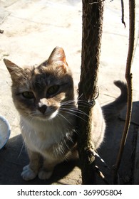 cat