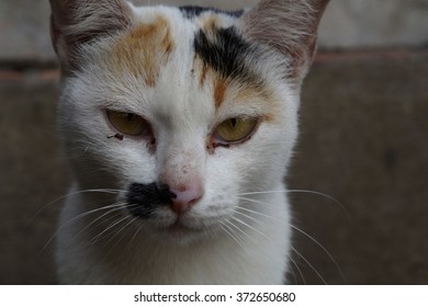 cat
