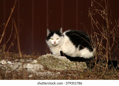  cat
