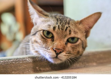 cat
