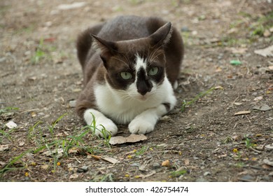 The cat