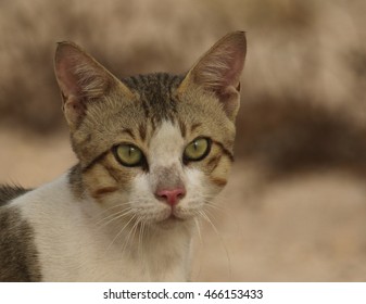 Stock Photo and Image Portfolio by Jacob Mathai | Shutterstock