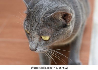 cat