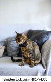 Cat.