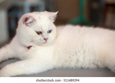 a cat