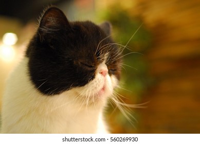 cat
