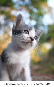 cat