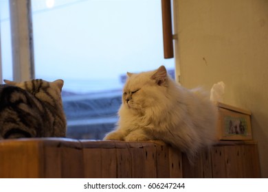 cat