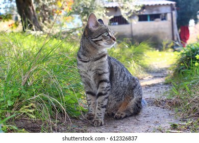 cat