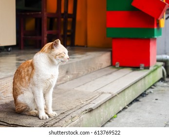 cat