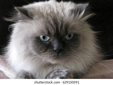 Disgusted Cat Bad Hair Day Stock Photo 827463 | Shutterstock