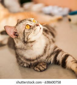 cat