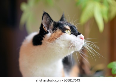 Cat - Powered by Shutterstock - Get 15% off with code: PIKWIZARD15