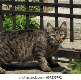 Cat - Shutterstock ID 657235792