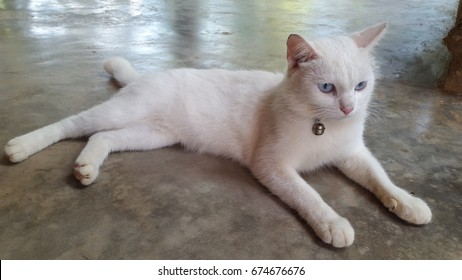 A cat