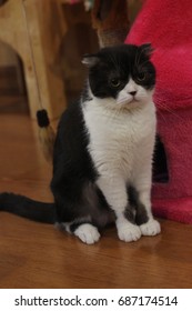 a cat
