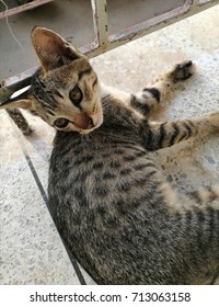 cat