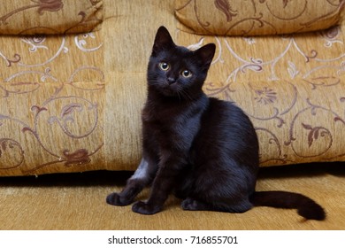pure black cat