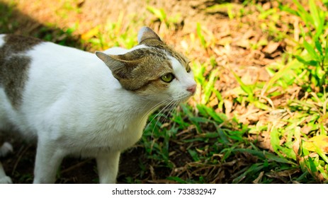 cat