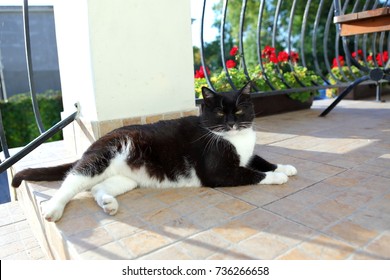 cat