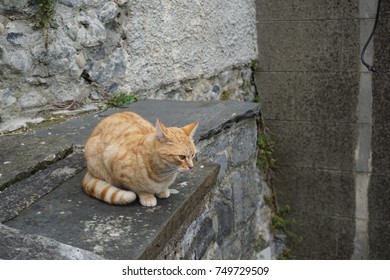 cat