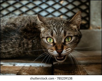 Cat  