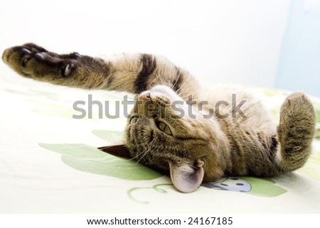 Similar – Image, Stock Photo Grey hangover lying on a board