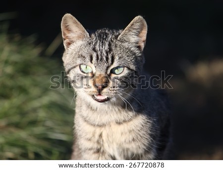 Cat
