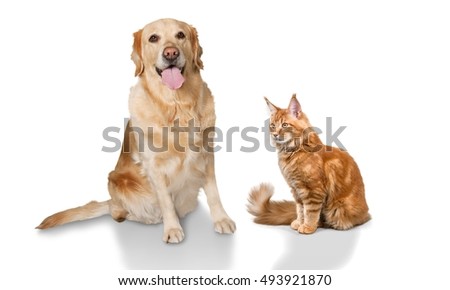 Cat.