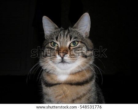 Cat.