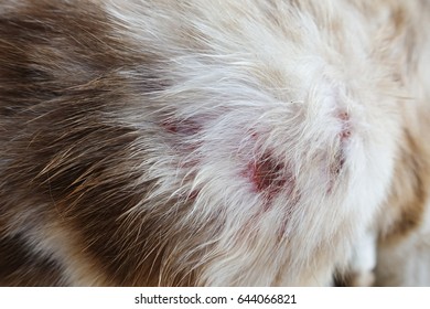 Skin Abscess Images, Stock Photos & Vectors 