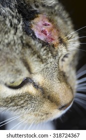 Cat Abscess Inflammation Bite Wound On Stock Photo 318724367 