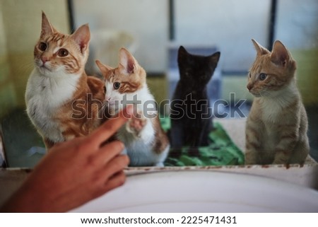 Cat, adoption and animal shelter with a hand on a pet store window choosing a feline to rescue. Charity, donation and volunteer with a person shopping for or buying a kitten from a veterinary clinic