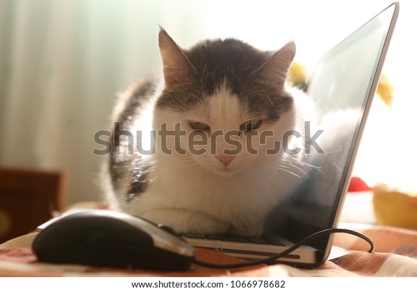 Cat Advanced User Laptop Use Bed Stock Photo Edit Now 1066978682