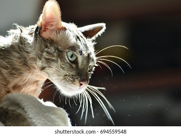 cat after bathwool still