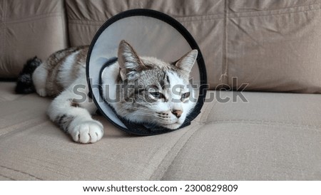 a cat after surgery with a plastic collar lies on the bed, the concept of veterinary medicine