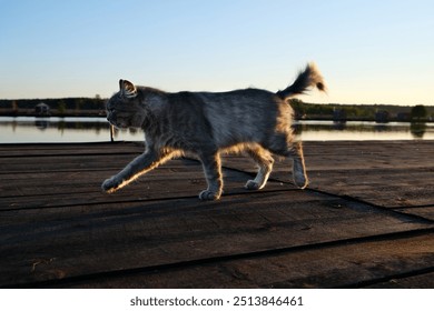 cat against the backdrop of a lake or river walking on a wooden pier in the sunset light - Powered by Shutterstock