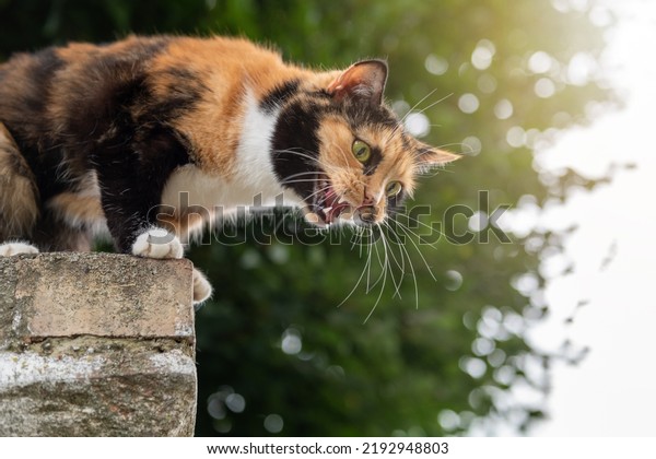 Cat aggression. Angry homeless cat hissing and\
showing teeth