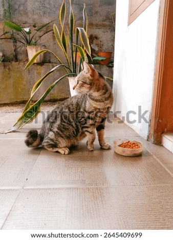 cat with alert position for the arrival of rival